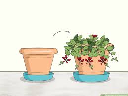 how to care for a lipstick plant 9