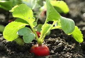 early season vegetable crops planet
