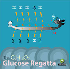 drawing chain structure of glucose molecule
