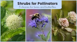 Pollinator pests a major role in producing ornamental and edible plants. Shrubs For Pollinators 5 Bloom Filled Choices For Bees And Butterflies