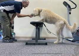 how much does dog physical therapy cost
