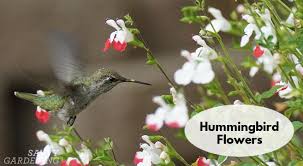Hummingbird Flowers What To Plant To