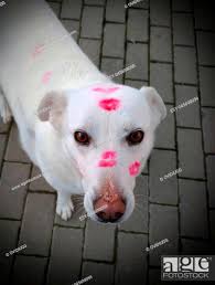 white dog red lipstick kiss stock