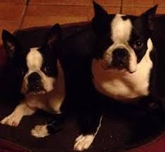 Maybe you would like to learn more about one of these? To Sa S Boston Terriers Home Facebook