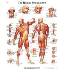Anatomical Models Diamedical Usa
