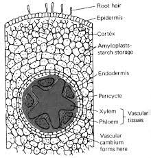 internal root structure