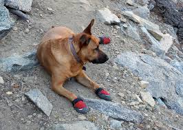 The Best Dog Boots For Summer And Hot Weather Natural Dog