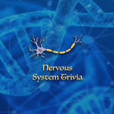 The axon looks like a long tail and transmits messages from the cell. Nervous System Trivia By Xinkun Liu
