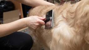 how-do-groomers-deshed-dogs