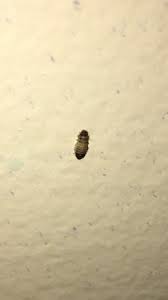 worms on wall are carpet beetle larvae