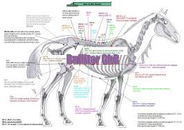 Important Points In Horse Acupuncture 16 Charts