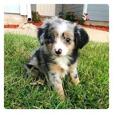 The australian shepherd is descended from a line of europe's finest herders.the aussie's world tour began in europe, near the pyrenees mountains. Varme Side Perforering Akc Australian Shepherd Puppies For Sale In Florida Overflodig Ud Over Antipoison