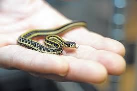 zoo able to save snake with cancer