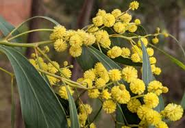 australia national flower golden wattle