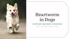 heartworm in dogs symptoms treatment