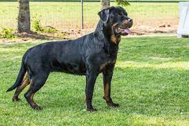 are rottweilers hypoallergenic a z
