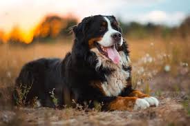 My husband and i both fell in love with this breed's gentle nature, beauty, and companionship. Big Lovable Goofball Is A Bernese Mountain Dog Right For You K9 Web