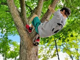 the simple joy of climbing trees