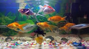 Fish Aquarium: एक्वेरियम में मछली का मरना देता है ये संकेत जानिए क्या कहता  है फेंगशुई - Fish aquarium in vastu fish died in aquarium astrology feng  shui vastu shastra tips