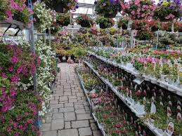 Browse our wide selection of colorful one gallon flowers for just $5.00! Seoane S Garden Center 551 Bedford St Abington Ma 02351 Usa