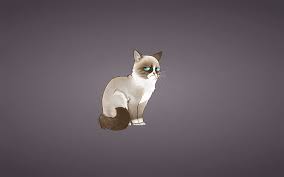 hd wallpaper grumpy cat meme cat