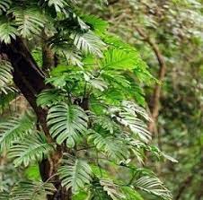 tropical rainforest plant facts