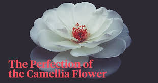 the beautiful camellia flower a full
