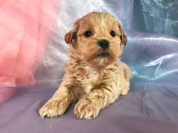 shih tzu poo breeders puppies available