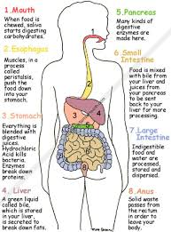 Good Food Digestion Digestive System Diagram