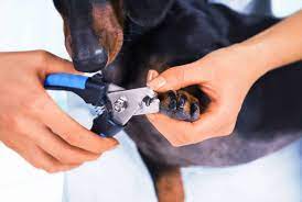 guide for pet grooming at home