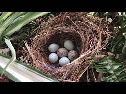 cowbird eggs found in my finch nest