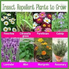 Best Mosquito Repelling Plants At Your
