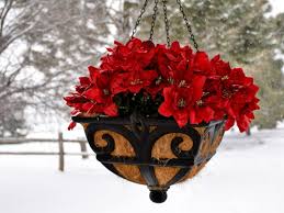 winterizing hanging baskets how to