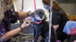 3,115 pet groomer jobs hiring near me. Ontario Allows Pet Grooming Businesses To Reopen Amid Provincial Coronavirus State Of Emergency Cp24 Com
