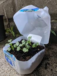 Milk Jug Seed Pots Learn About Sowing