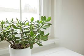 Jade Plant Meaning Benefits Types