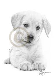Pencil, eraser, drawing paper, colored pencils or crayons. Drawing Realistic Puppy Drawing Pencil Dog Sketch
