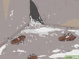 how to get rid of roaches 13 ways to