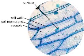 lab the cell the biology primer