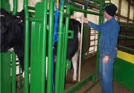 Growth Charts Dairy Calf And Heifer Management