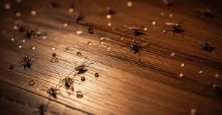 fleas on hardwood floors