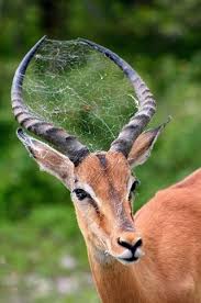 Image result for Commensalism: