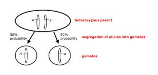 the hardy weinberg principle learn