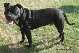 Physical characteristics of american staffordshire terrier pedigree dog american staffordshire terrier. Bullboxer Staff Dog Breed Information And Pictures