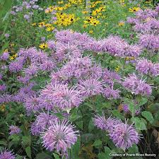 Native Prairie Plants For Any Size