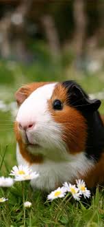 best guinea pigs iphone hd wallpapers