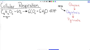 Cellular Respiration Equation