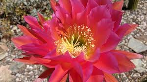 See more of cactus bloom exotics on facebook. Tucson S Arizona Sonora Desert Museum S Blooming Torch Cacti Wanderwisdom