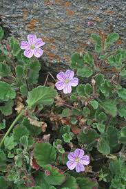 Erodium corsicum, flora di Sardegna