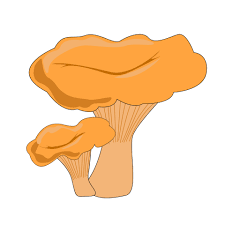 Chanterelle mushroom. Isolated on white background.Vector flat hand drawn  illustration in cartoon style 14439550 Vector Art at Vecteezy